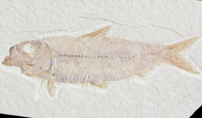 Detailed, Knightia Fossil Fish - Wyoming #42345